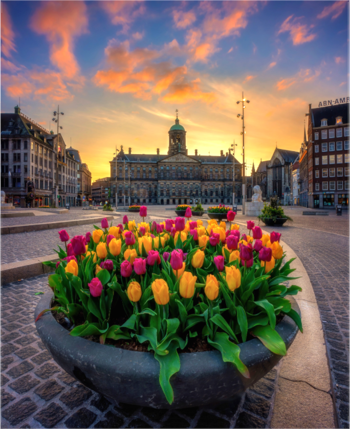 Tulpen uit Amsterdam