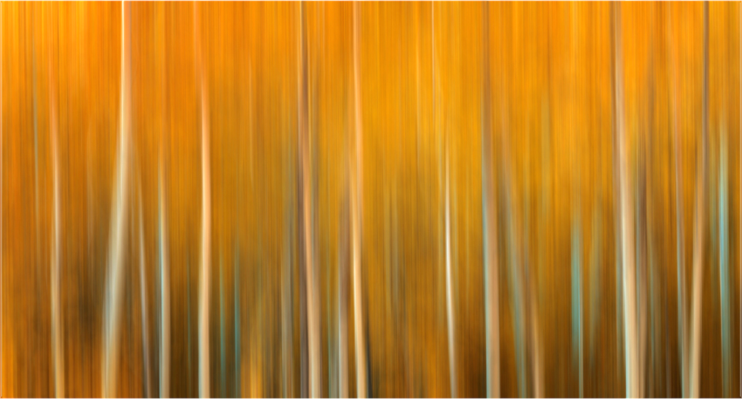 Abstracte herfstbosfoto in Wyoming met verticale beweging, warme oranje en gele tinten en slanke boomstammen – visuele wanddecoratie.