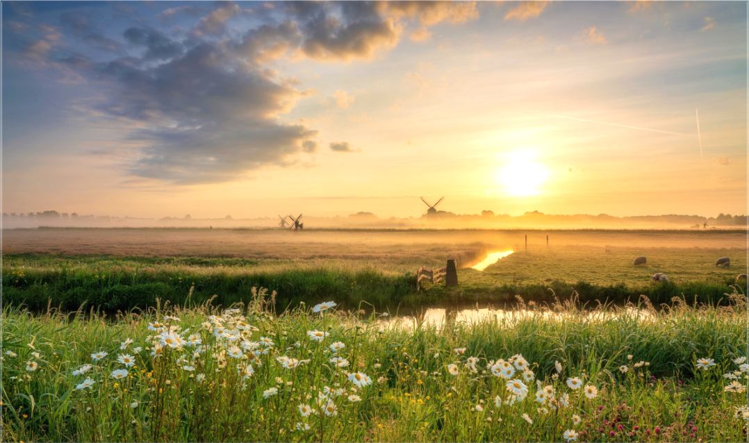 Windmolens in mistig veld bij zonsopkomst met wildbloemen en grazende dieren – Hollands platteland.